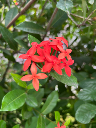 Jungle flame
