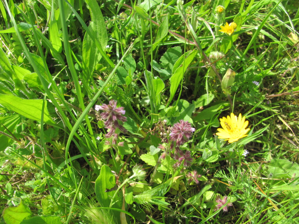 Stachys arvensis; photograph (c) zebedeugalinha, some rights reserved (CC BY)