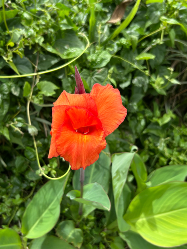 Garden Canna