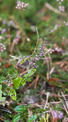 common heather