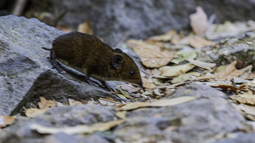 Short-tailed Gymnure