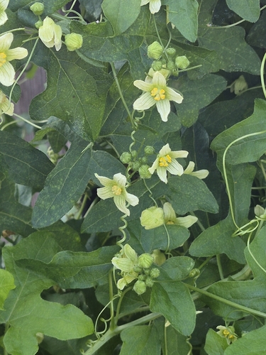 White Bryony