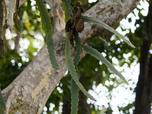 Epiphyllum phyllanthus, photograph 2