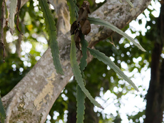Epiphyllum phyllanthus, photograph (c) Donald Davesne, some rights reserved (CC BY)