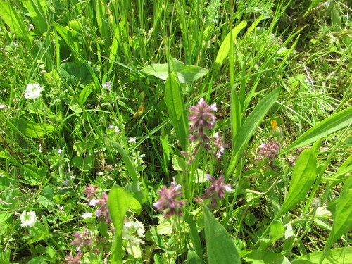 Stachys arvensis, photograph 4