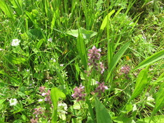 (c) zebedeugalinha, some rights reserved (CC BY) Stachys arvensis, photograph (c) zebedeugalinha, some rights reserved (CC BY)