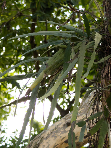 Epiphyllum phyllanthus, photograph 3