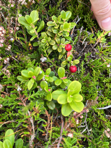 Lingonberry
