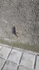 Tarentola mauritanica