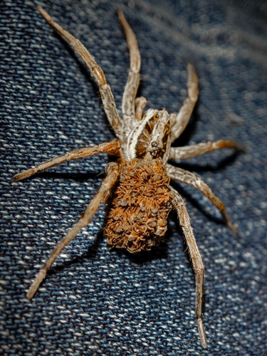 Radiated Wolf Spider
