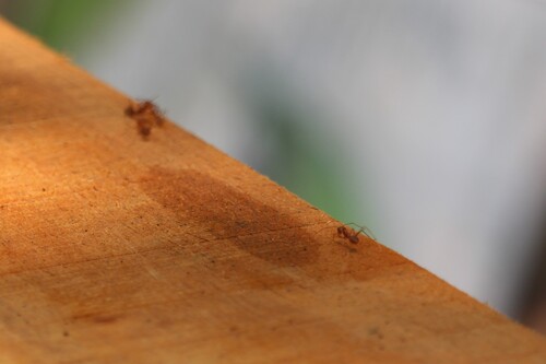 Asian Weaver Ant