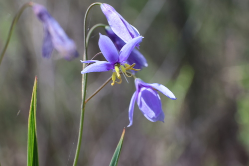 nodding blue lily