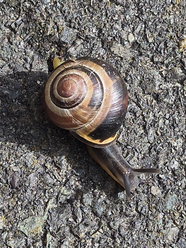 Brown-lipped Snail