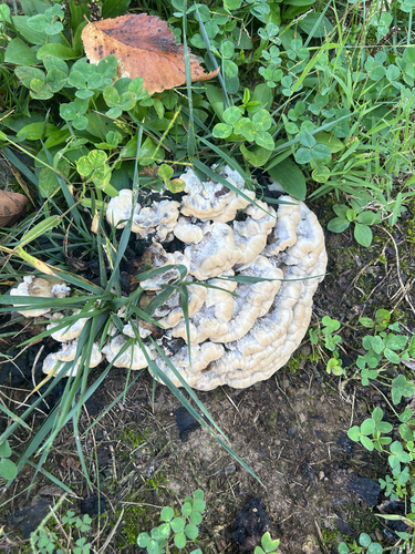 Black-staining Polypore