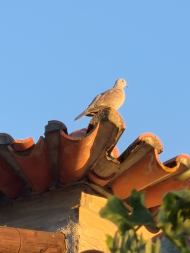 Eurasian Collared-Dove