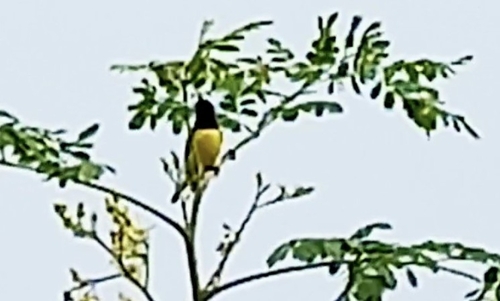 Purple-rumped Sunbird