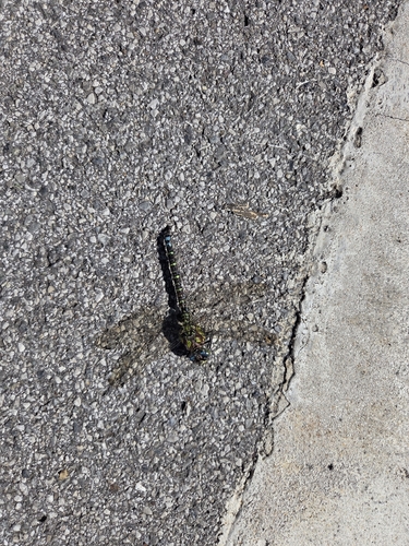 Southern Hawker