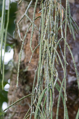 Rhipsalis lindbergiana