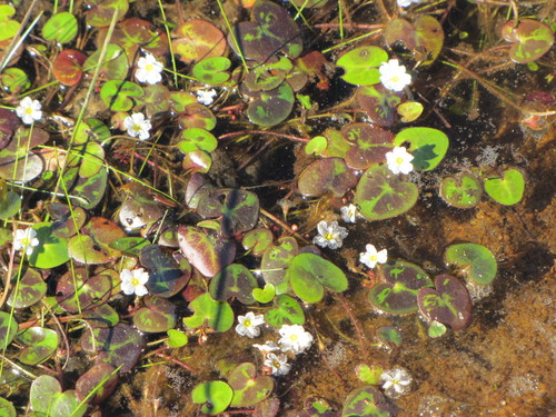 Little floatingheart (Nymphoides cordata)