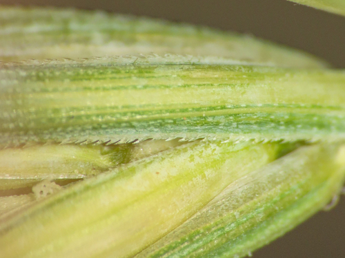 Elymus repens, photograph 5