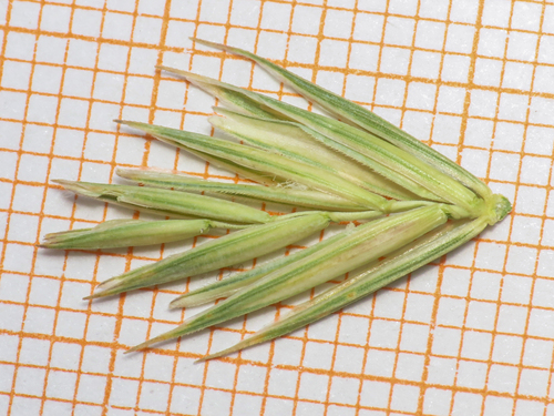 Elymus repens, photograph 3
