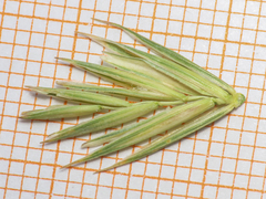 Elymus repens, photograph (c) Emanuele Santarelli, some rights reserved (CC BY-SA)