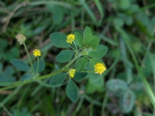 Black Medick
