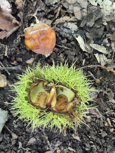 Sweet Chestnut