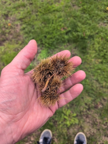 Sweet Chestnut