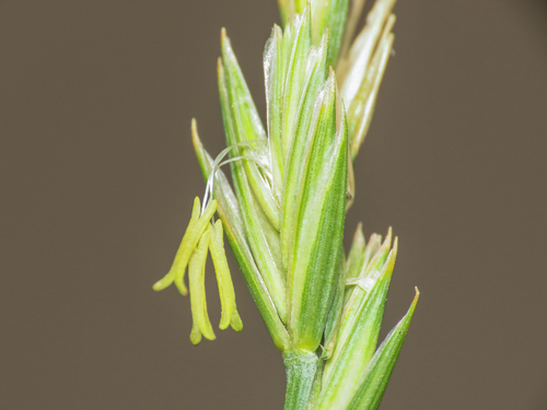 Elymus repens, photograph 4