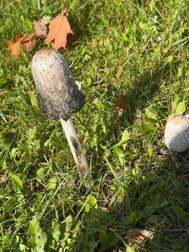 Shaggy Mane