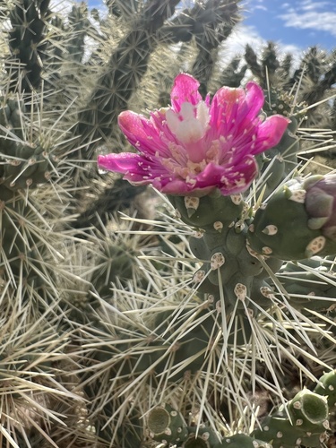 Cylindropuntia fulgida