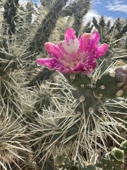 Cylindropuntia fulgida
