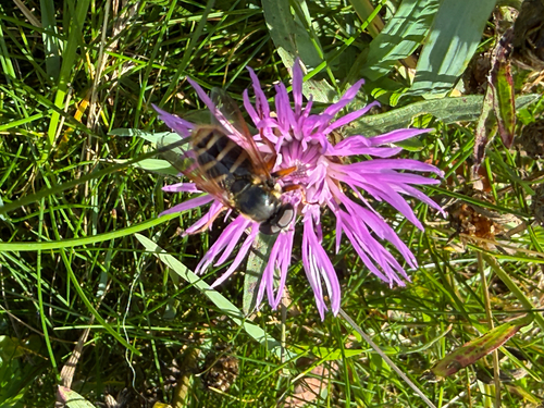 Yellow-barred Peat Hover Fly