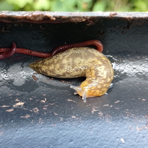Limacus maculatus, 2026-09-20