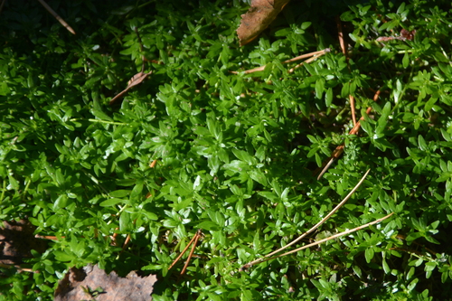 Callitriche palustris, photograph 4