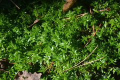 Callitriche palustris, photograph author not stated, no rights reserved
