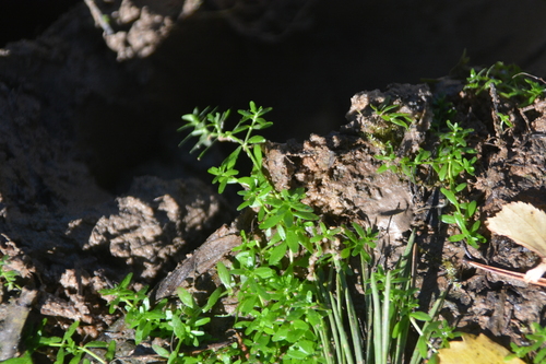 Callitriche palustris, photograph 5