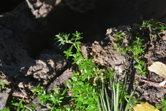 Callitriche palustris, photograph author not stated, no rights reserved