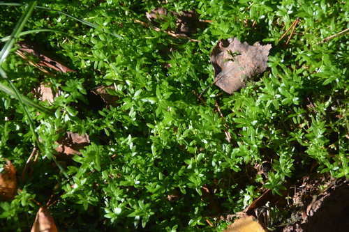 Callitriche palustris, photograph 3