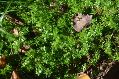 Callitriche palustris, photograph author not stated, no rights reserved
