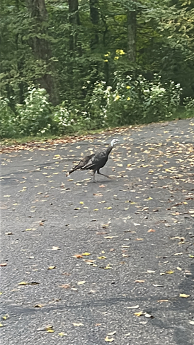 Wild Turkey