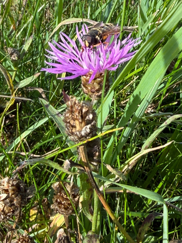 Brown Knapweed