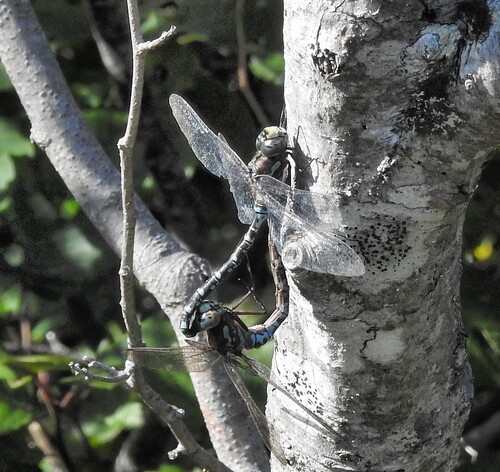 Canada Darner