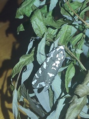 Arachnis zuni