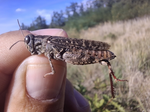 Italian locust