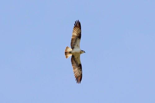 Osprey