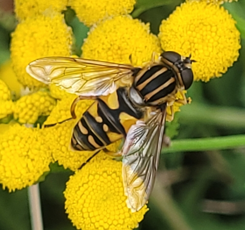 Sun Fly