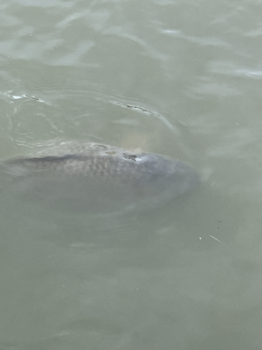 European Carp