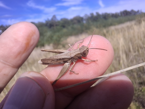 Steppe Grasshopper